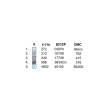 Children's Shirt (Boys 5-10 Years) SDH-079