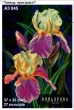 Embroidery Template A3 Format 045 "Dance of Passion"