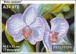 Картина для вышивки формата A3 + 072 "Белая орхидея"